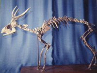 鹿の化石