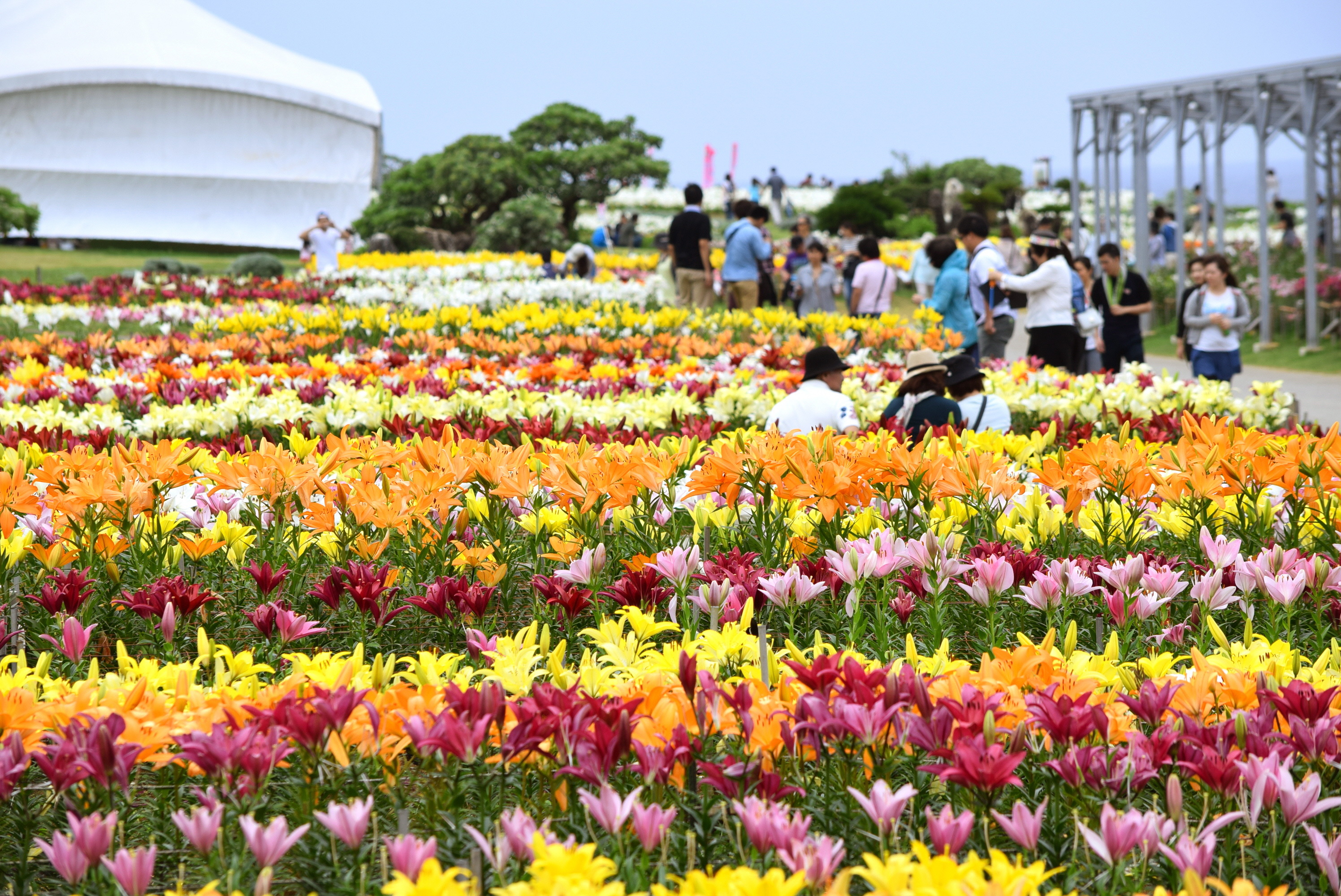 リリーフィールド　世界のゆり花壇3