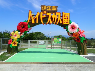 hibiscus1