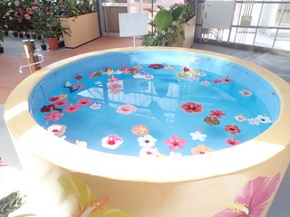 hibiscus2