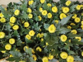 働き方3並里さん5