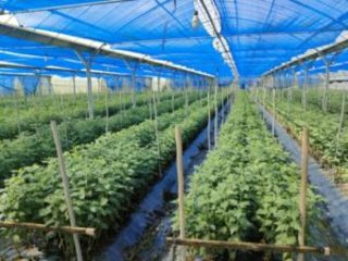 働き方4島袋さん