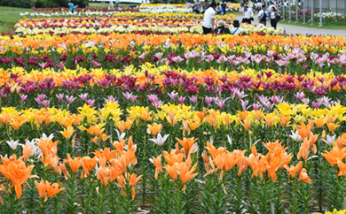 伝統芸能並びに地域文化