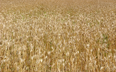 村民の健康増進及び福祉の向上